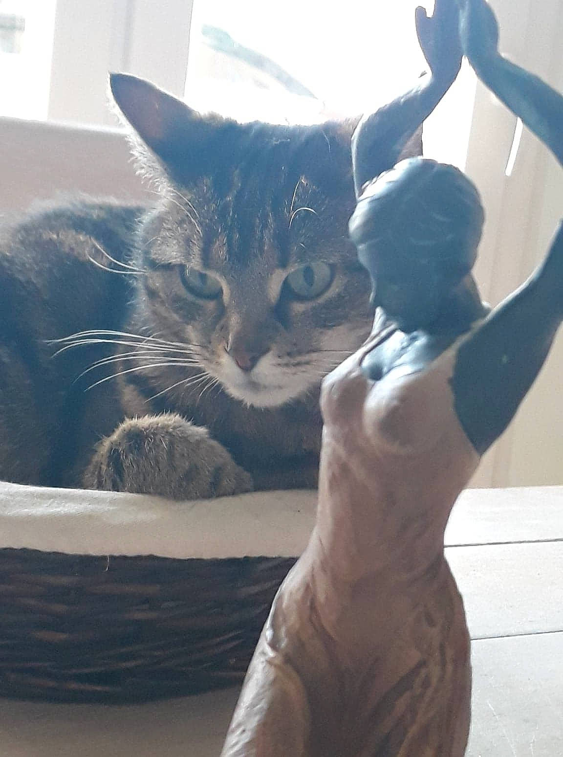 Shiva participe au concours pour gagner de l'argent avec cette photo : art, carnivore, cat, chest, comfort, domestic_short_haired_cat, elbow, eye, felidae, gesture, happy, head, metal, monument, morning, sculpture, small_to_medium_sized_cats, statue, whiskers, window