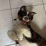 Vegas participe au concours pour gagner de l'argent avec cette photo : puppy, dog, playful, lying_down, floor, tile_floor, happy, pet, fur, brown, white, cute, animal, indoor, domestic_animal, young, ears, mouth, nose, eyes
