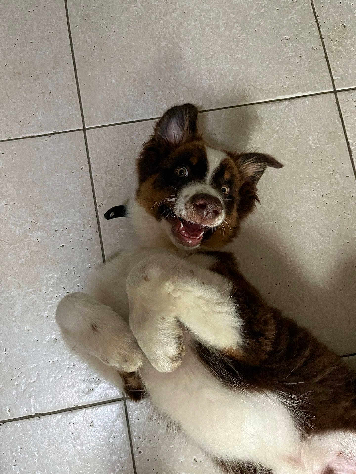 Vegas participe au concours pour gagner de l'argent avec cette photo : puppy, dog, playful, lying_down, floor, tile_floor, happy, pet, fur, brown, white, cute, animal, indoor, domestic_animal, young, ears, mouth, nose, eyes
