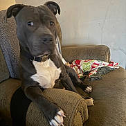 Furlow is registered to the contest to win money with this photo: animal, armchair, blanket, brown, canine, collar, cozy, curious, dog, domestic, furniture, home, indoor, nail, paw, pet, relaxed, resting, side_view, white_chest