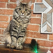 Bubbers is registered to the contest to win money with this photo: animal, brick_wall, cat, colorful_lights, cross, decor, ears, feline, fur, indoor, lock_screen, pet, phone_screenshot, portrait, shelf, string_lights, tabby, text_overlay, whiskers, wood