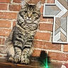 animal, brick_wall, cat, colorful_lights, cross, decor, ears, feline, fur, indoor, lock_screen, pet, phone_screenshot, portrait, shelf, string_lights, tabby, text_overlay, whiskers, wood