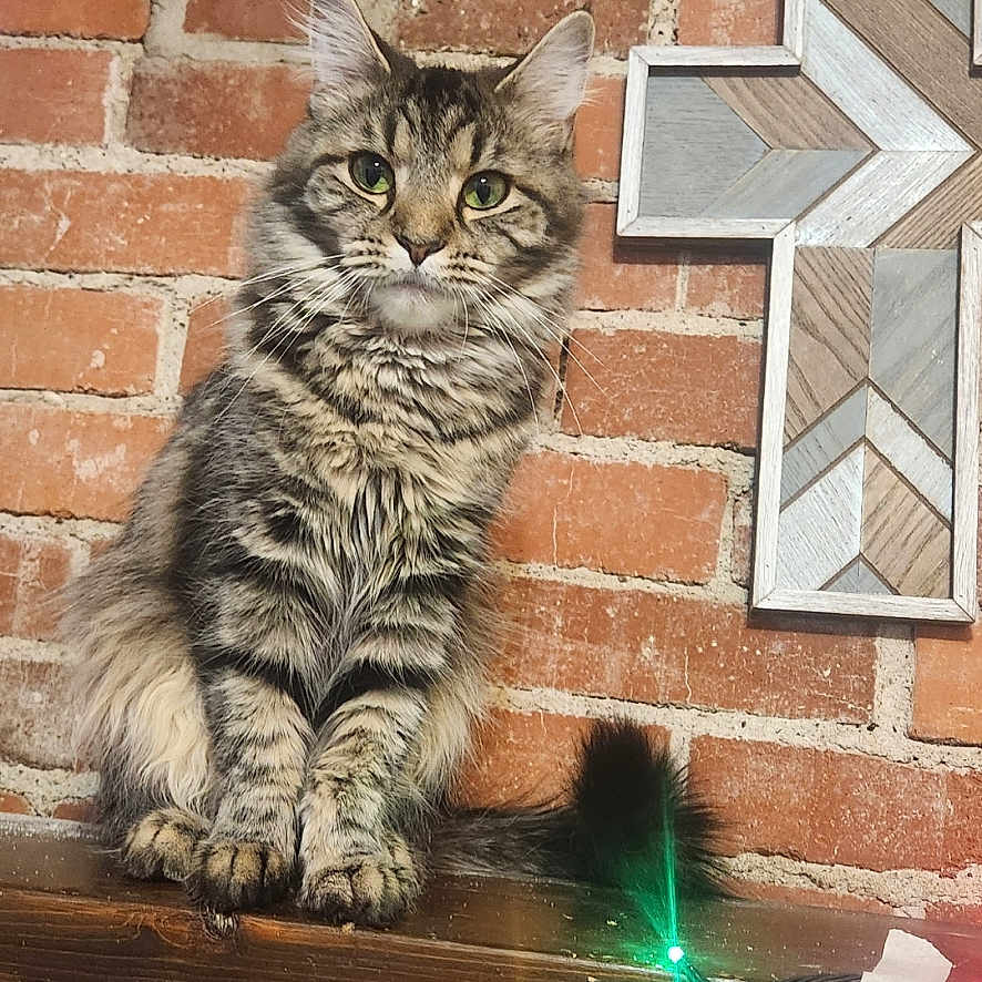 Bubbers is registered to the contest to win money with this photo: animal, brick_wall, cat, colorful_lights, cross, decor, ears, feline, fur, indoor, lock_screen, pet, phone_screenshot, portrait, shelf, string_lights, tabby, text_overlay, whiskers, wood