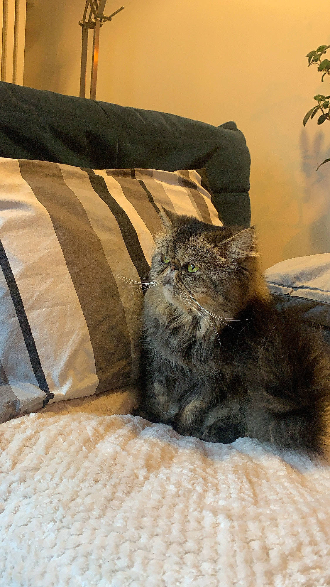 Jagger a rejoint le concours — aidez-le/la à gagner de superbes lots ! bedding, british_longhair, canidae, carnivore, cat, comfort, duvet, fawn, felidae, fur, grey, linens, shade, small_to_medium_sized_cats, snout, tail, terrestrial_animal, tints_and_shades, whiskers, wood