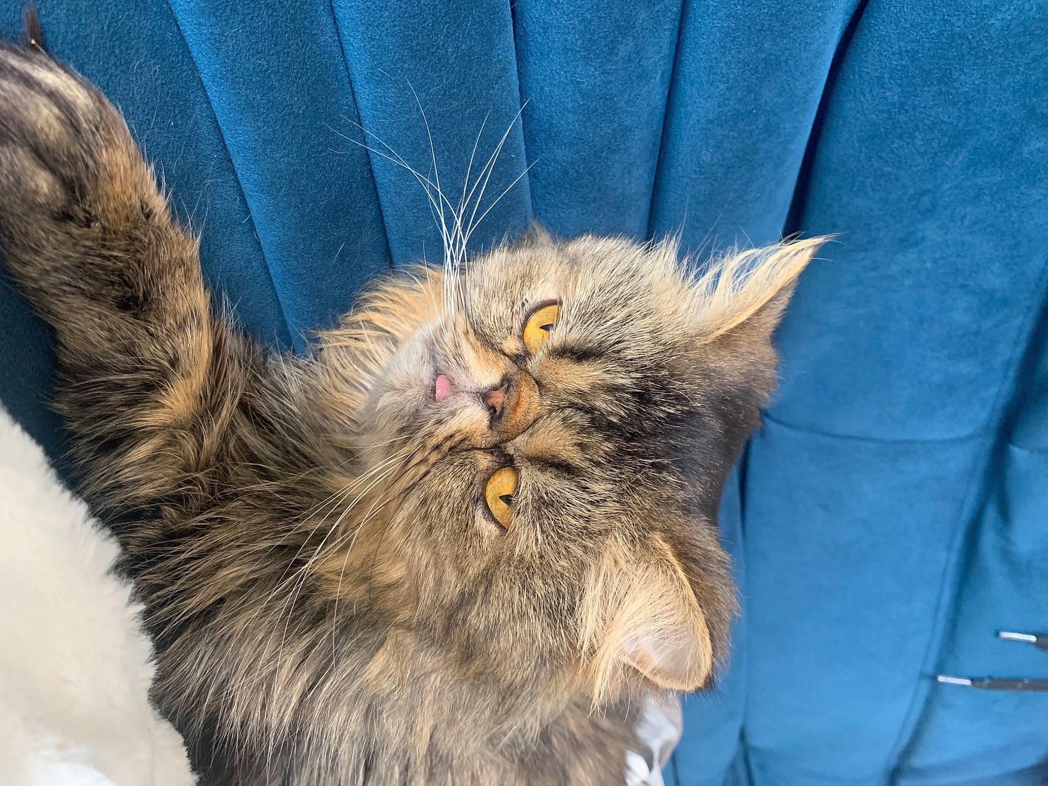 Jagger a rejoint le concours — aidez-le/la à gagner de superbes lots ! black_cat, british_longhair, carnivore, cat, claw, comfort, domestic_short_haired_cat, electric_blue, eye, fawn, felidae, fur, paw, small_to_medium_sized_cats, snout, tail, terrestrial_animal, whiskers