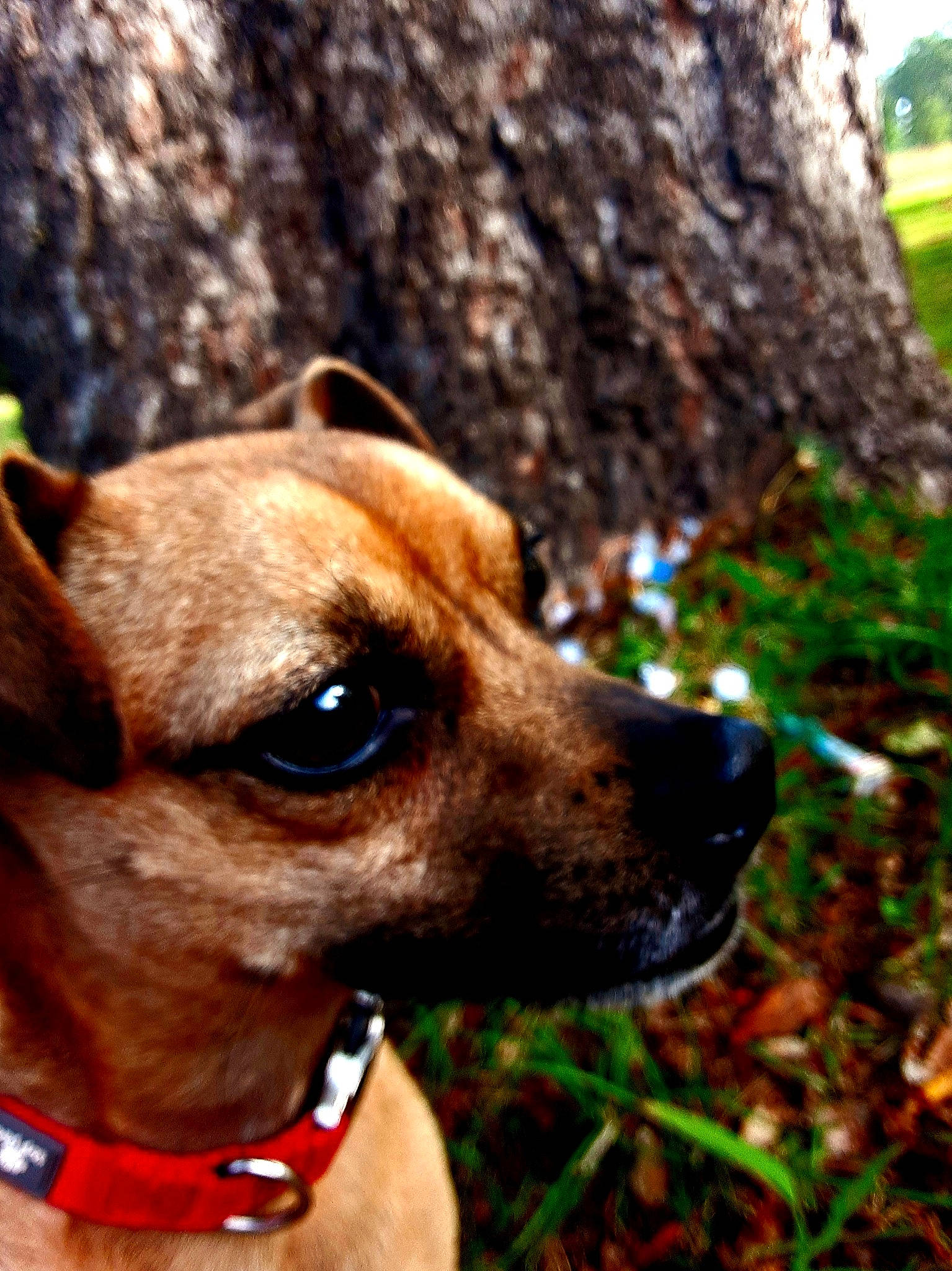 Scooby Doo is registered to the contest to win money with this photo: canidae, carnivore, companion_dog, dog, dog_breed, dog_collar, fawn, feist, grass, mammal, plant, snout, tree, vertebrate