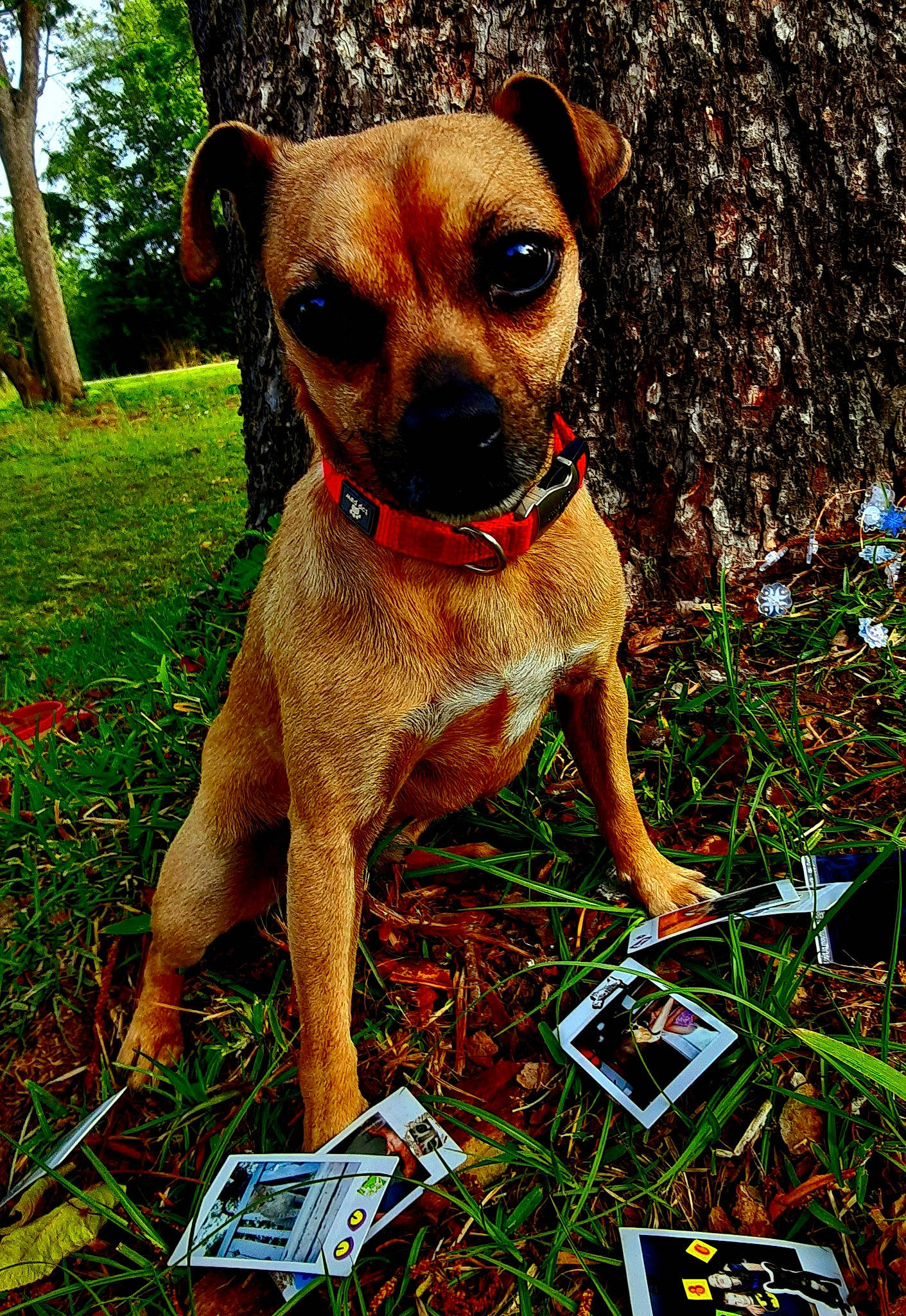 Scooby Doo is registered to the contest to win money with this photo: canidae, carlin_pinscher, carnivore, companion_dog, dog, dog_breed, fawn, grass, mammal, plant, pug, puggle, puppy, snout, sporting_group