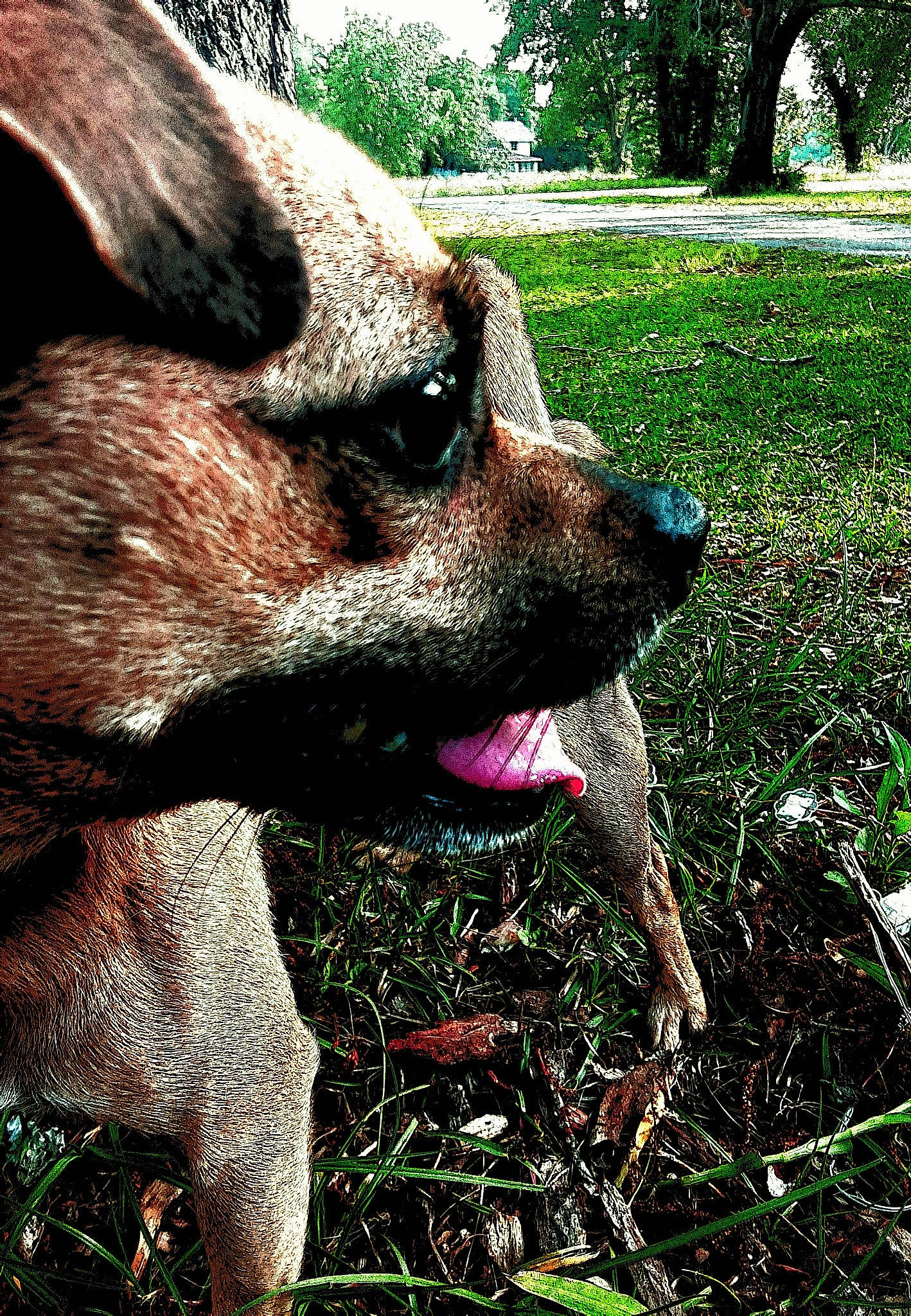 Scooby Doo is registered to the contest to win money with this photo: australian_cattle_dog, canidae, carnivore, dog, dog_breed, fawn, grass, non_sporting_group, nose, plant, snout, sporting_group, spring, tree, wildflower