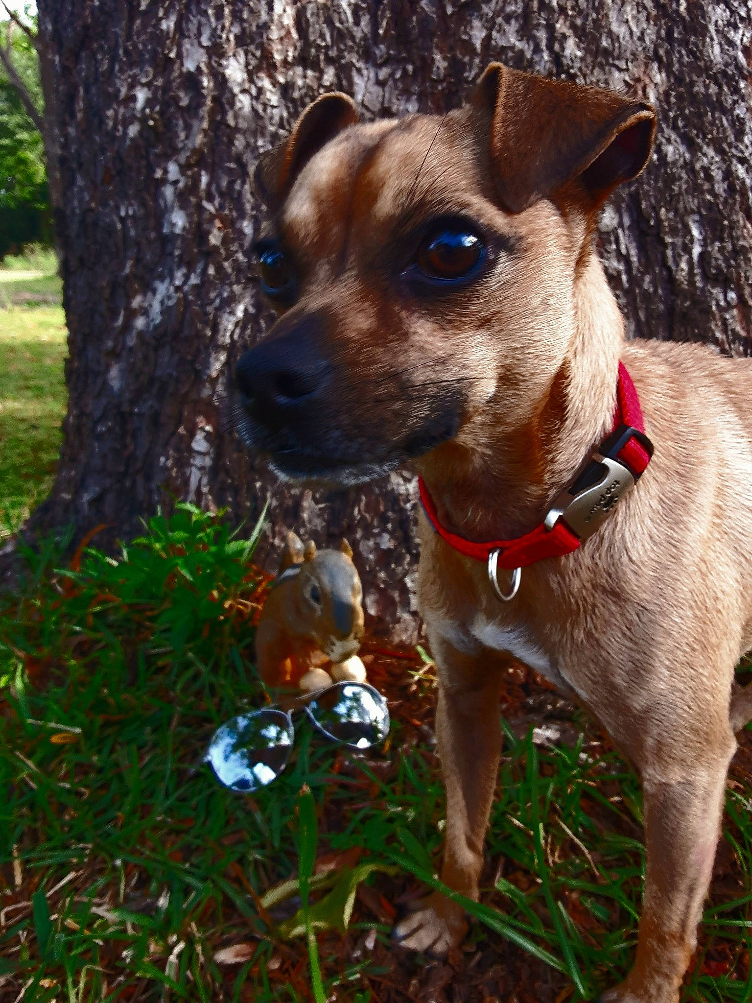 Scooby Doo joined the competition — help win amazing prizes! canidae, carnivore, companion_dog, dog, dog_breed, fawn, feist, flower, grass, mammal, plant, potcake_dog, rare_breed_dog, rat_terrier, snout, sporting_group, terrier, tree, vertebrate