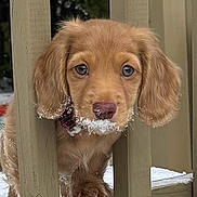 Jaxson joined the competition — help win amazing prizes! puppy, dog, snow, wooden_railings, outdoor, close_up, curious, golden_fur, winter, animal, pet, young_dog, face, snout, ears, fur, playful, nature, cute, adorable