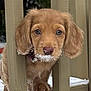 puppy, dog, snow, wooden_railings, outdoor, close_up, curious, golden_fur, winter, animal, pet, young_dog, face, snout, ears, fur, playful, nature, cute, adorable