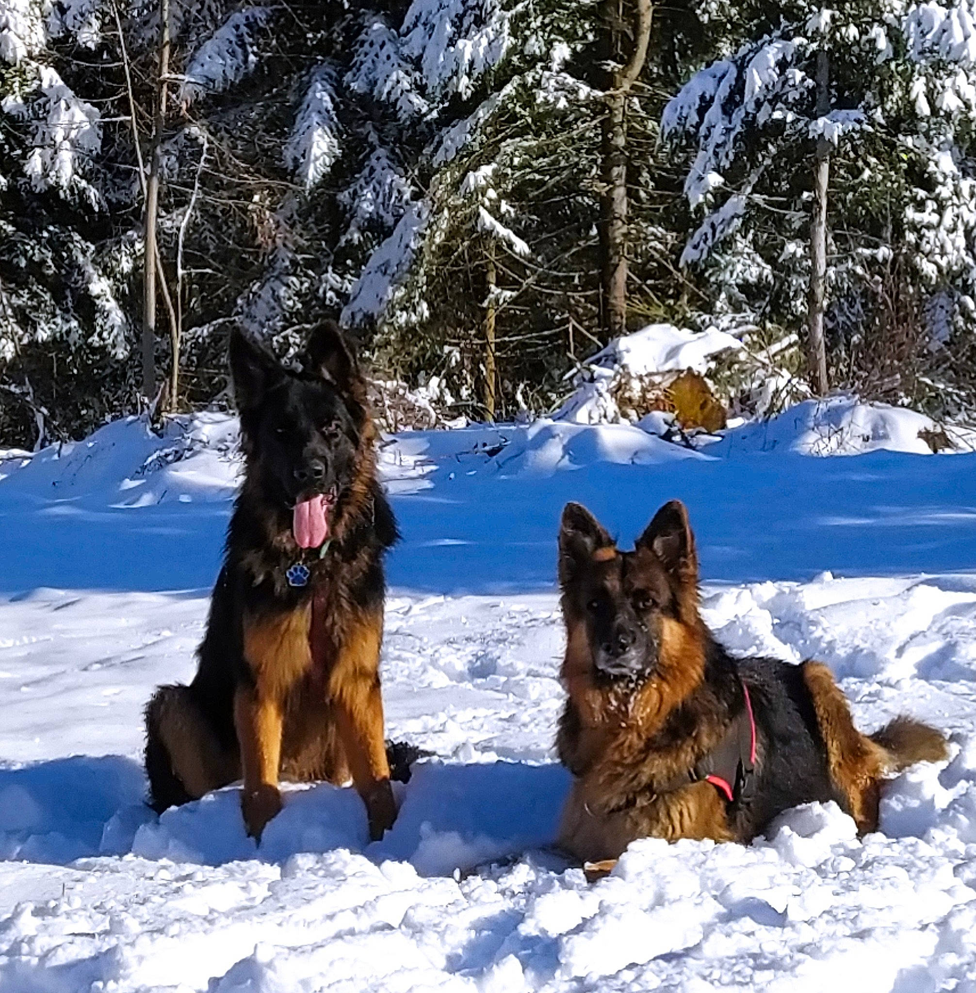 Sultan a rejoint le concours — aidez-le/la à gagner de superbes lots ! canidae, carnivore, dog, dog_breed, east_european_shepherd, freezing, german_shepherd_dog, guard_dog, herding_dog, king_shepherd, liver, mammal, old_german_shepherd_dog, snow, sporting_group, tree, wildlife, winter, working_animal, working_dog