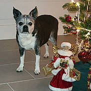 Lucy joined the competition — help win amazing prizes! dog, small_dog, tile_floor, christmas_tree, christmas_lights, ornaments, angel_figurine, holiday_decor, indoor, pet, animal, festive, decoration, winter_holiday, christmas, celebration, cute, domestic_animal, standing, alert