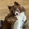 Yuki a rejoint le concours — aidez-le/la à gagner de superbes lots ! puppy, dog, brown_and_white, fluffy, blue_eyes, white_chest, raised_paw, lying_down, wooden_floor, indoor, pet, portrait, adorable, looking_at_camera, long_fur, collie, face, nose, ears, cute