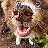 dog, puppy, brown_fur, white_fur, blue_eyes, close_up, portrait, open_mouth, teeth, tongue, nose, whiskers, happy, playful, funny, excited, outdoor, plants, ground, blurry_background