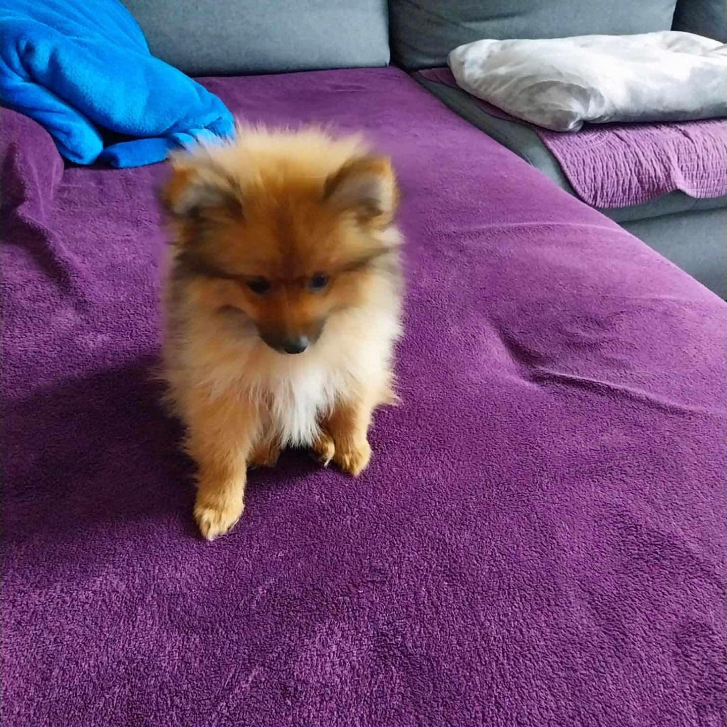 Vanille a rejoint le concours — aidez-le/la à gagner de superbes lots ! animal, blue_blanket, brown, couch, cozy, cute, dog, domestic_animal, fluffy, fur, furniture, home, indoor, living_room, pet, pillow, puppy, purple_blanket, sitting, small_dog