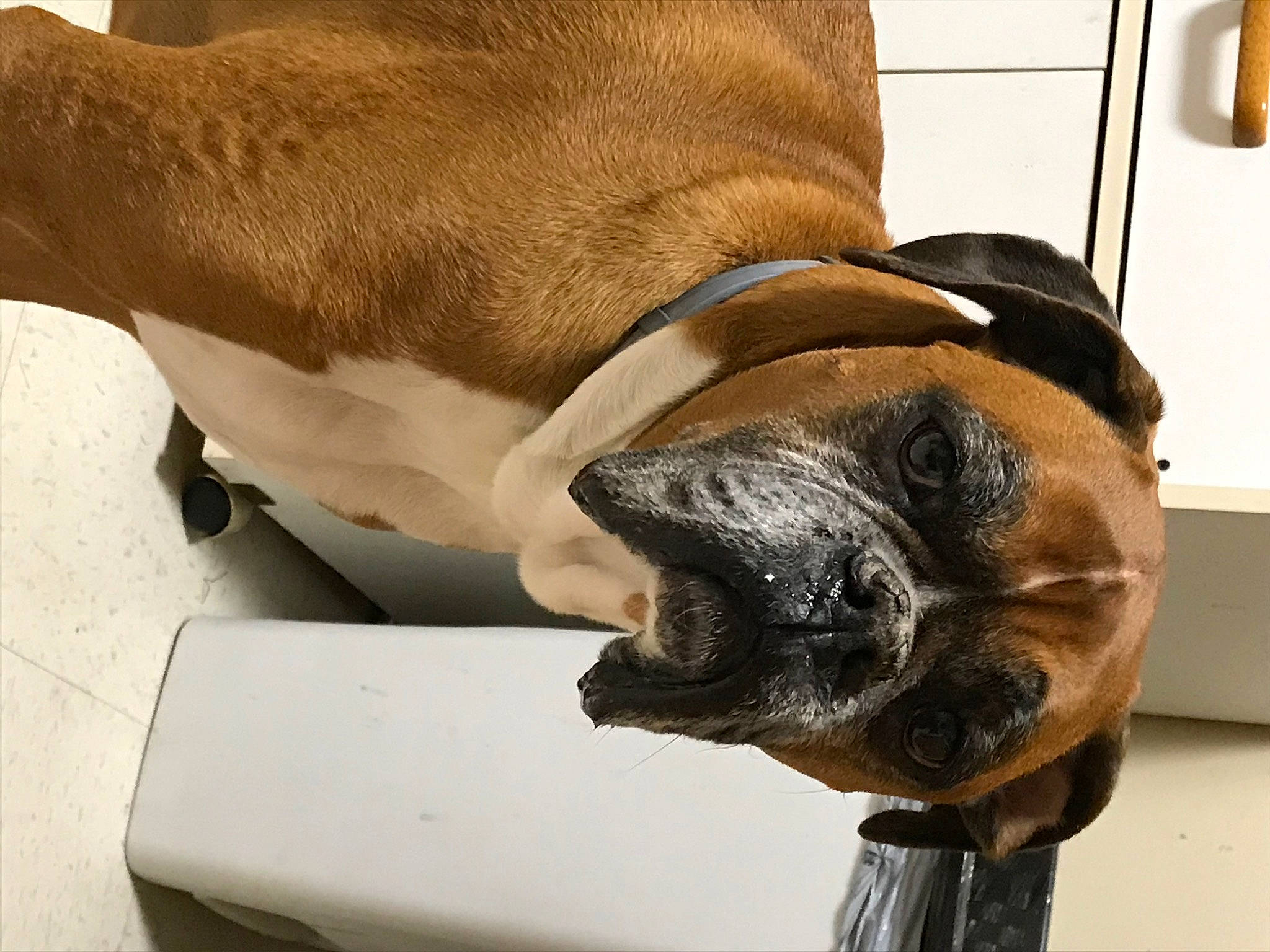 Scooter is registered to the contest to win money with this photo: beige, canidae, carnivore, collar, companion_dog, dog, dog_breed, fawn, liver, mammal, non_sporting_group, old_english_bulldog, pet_supply, pug, snout, sporting_group, vertebrate, whiskers, working_animal, working_dog