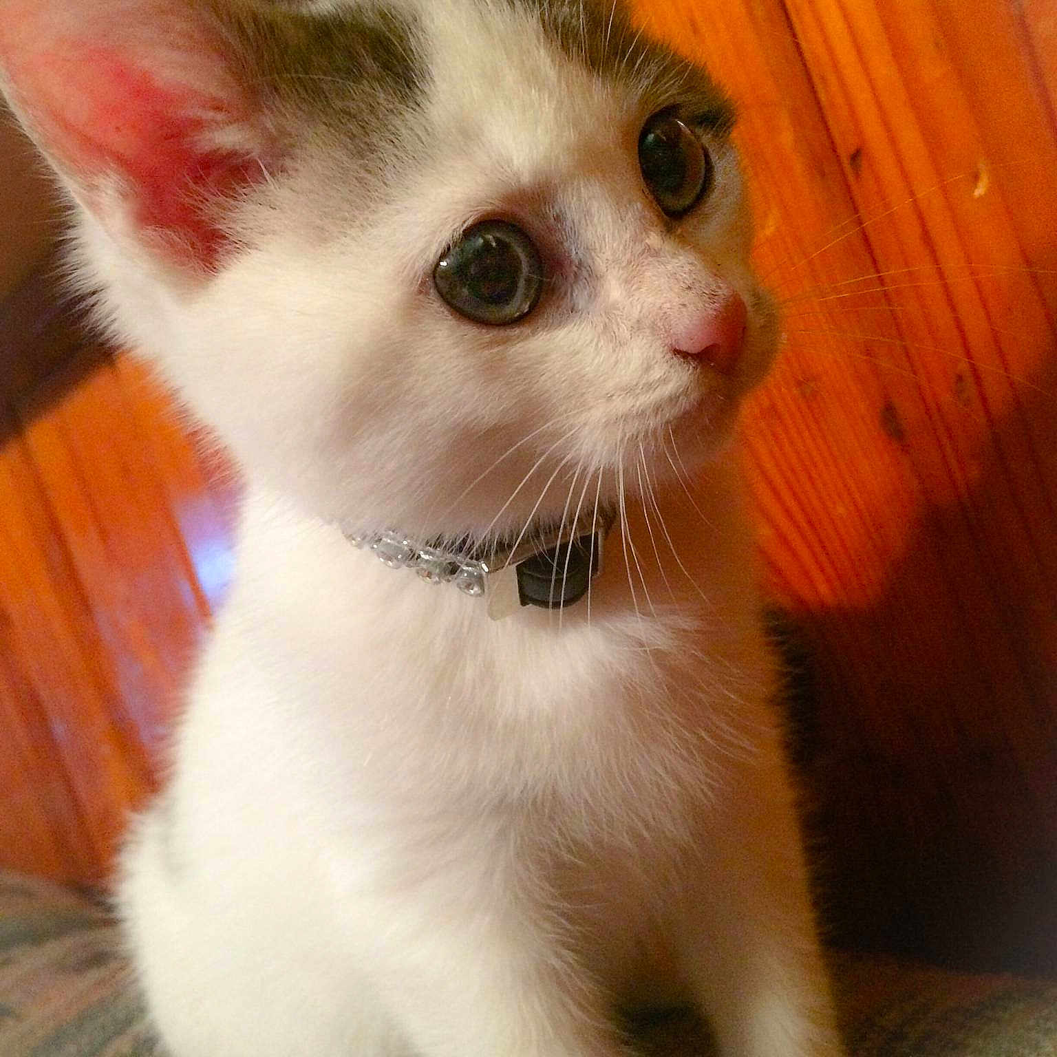 Calli joined the competition — help win amazing prizes!