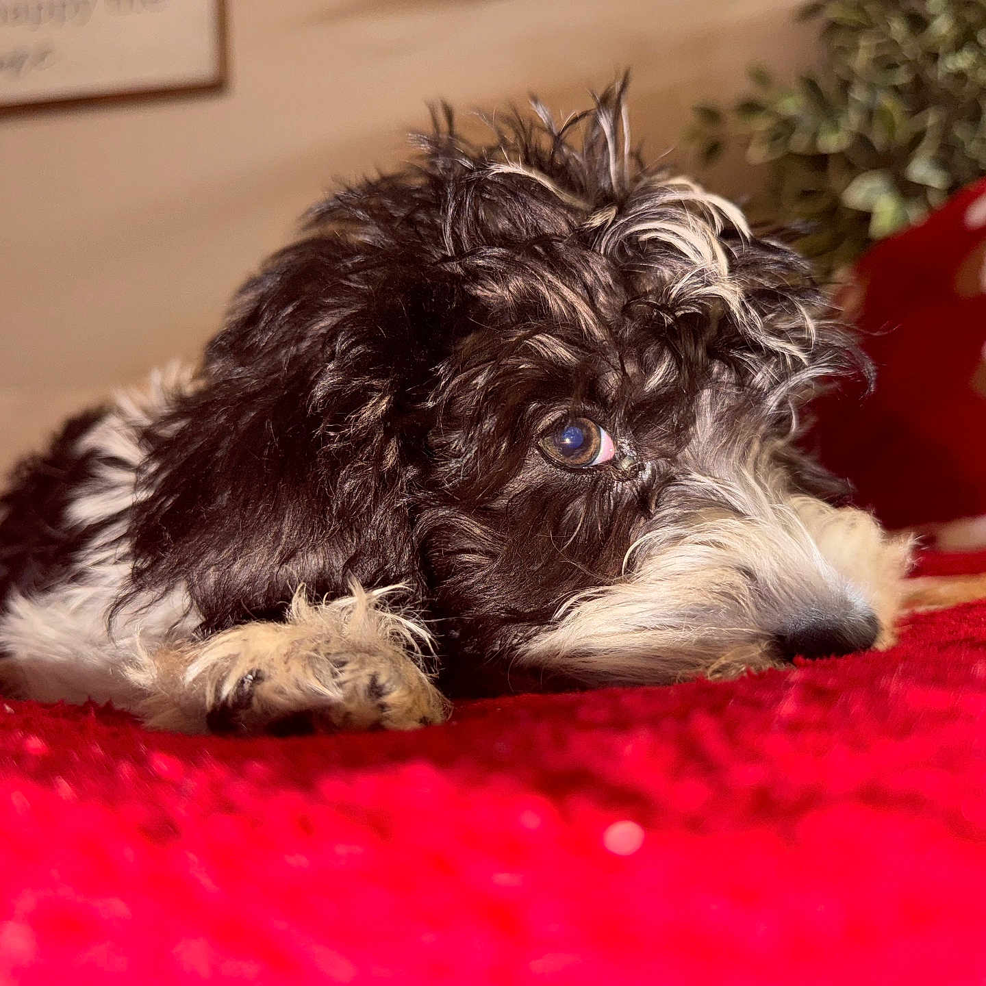 Ollie joined the competition — help win amazing prizes! animal, background_blur, black_and_white, close_up, cozy, curly_fur, cute, decor, dog, fur, home, indoor, lying_down, pet, plant, portrait, red_blanket, resting, soft_focus, warm_lighting