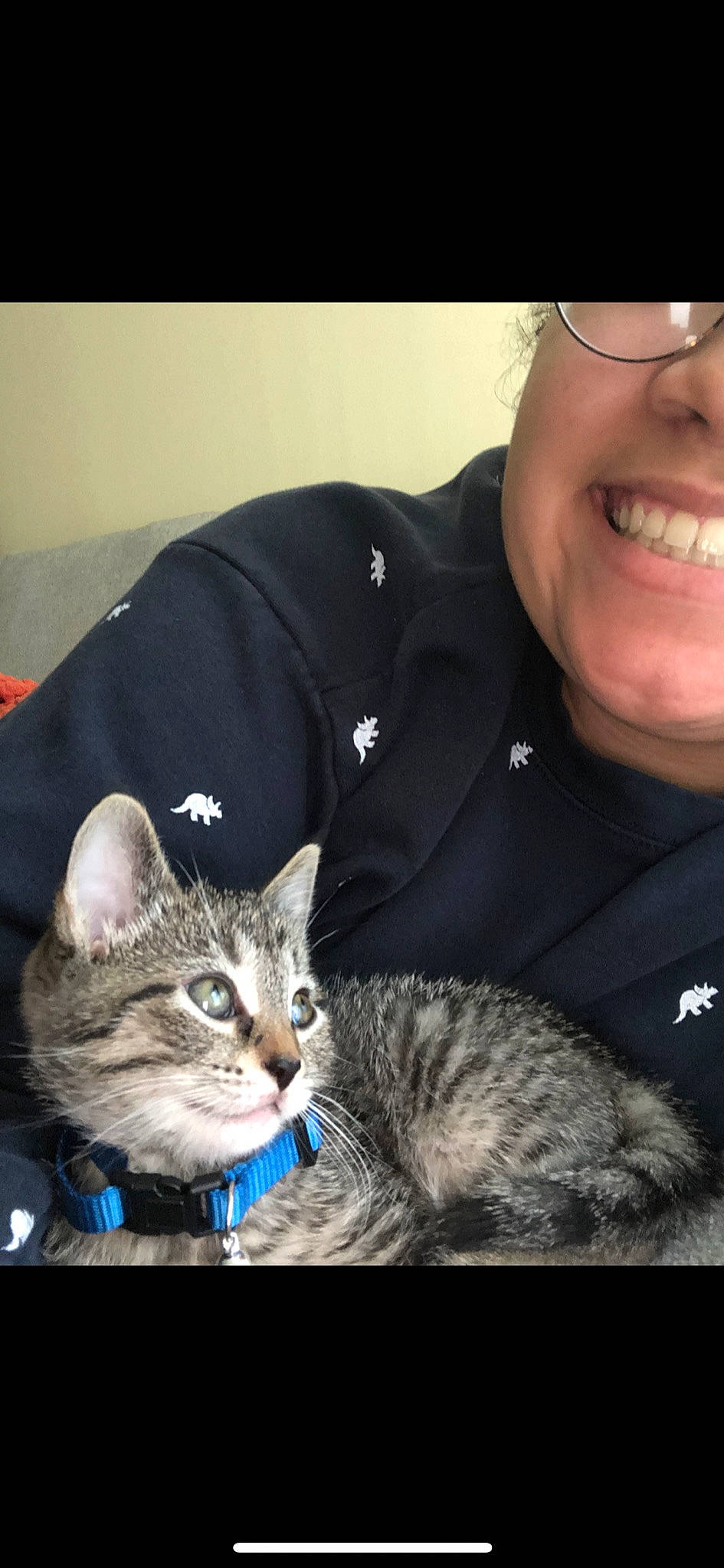 Louis is registered to the contest to win money with this photo: american_shorthair, asian, california_spangled, carnivore, cat, domestic_short_haired_cat, dragon_li, ear, european_shorthair, felidae, german_rex, kitten, laugh, photo_caption, photography, pixie_bob, selfie, small_to_medium_sized_cats, tabby_cat, whiskers