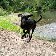 Pickles joined the competition — help win amazing prizes! dog, black_dog, running, sand, riverbank, water, greenery, trees, outdoor, nature, animal, motion, happy, canine, summer, daylight, playful, landscape, wildlife, energetic