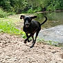dog, black_dog, running, sand, riverbank, water, greenery, trees, outdoor, nature, animal, motion, happy, canine, summer, daylight, playful, landscape, wildlife, energetic