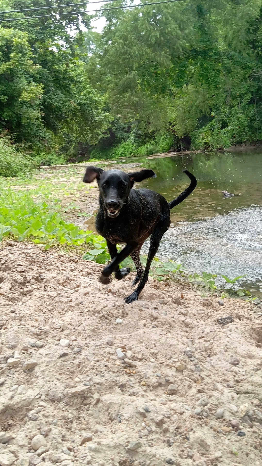 Pickles joined the competition — help win amazing prizes! dog, black_dog, running, sand, riverbank, water, greenery, trees, outdoor, nature, animal, motion, happy, canine, summer, daylight, playful, landscape, wildlife, energetic
