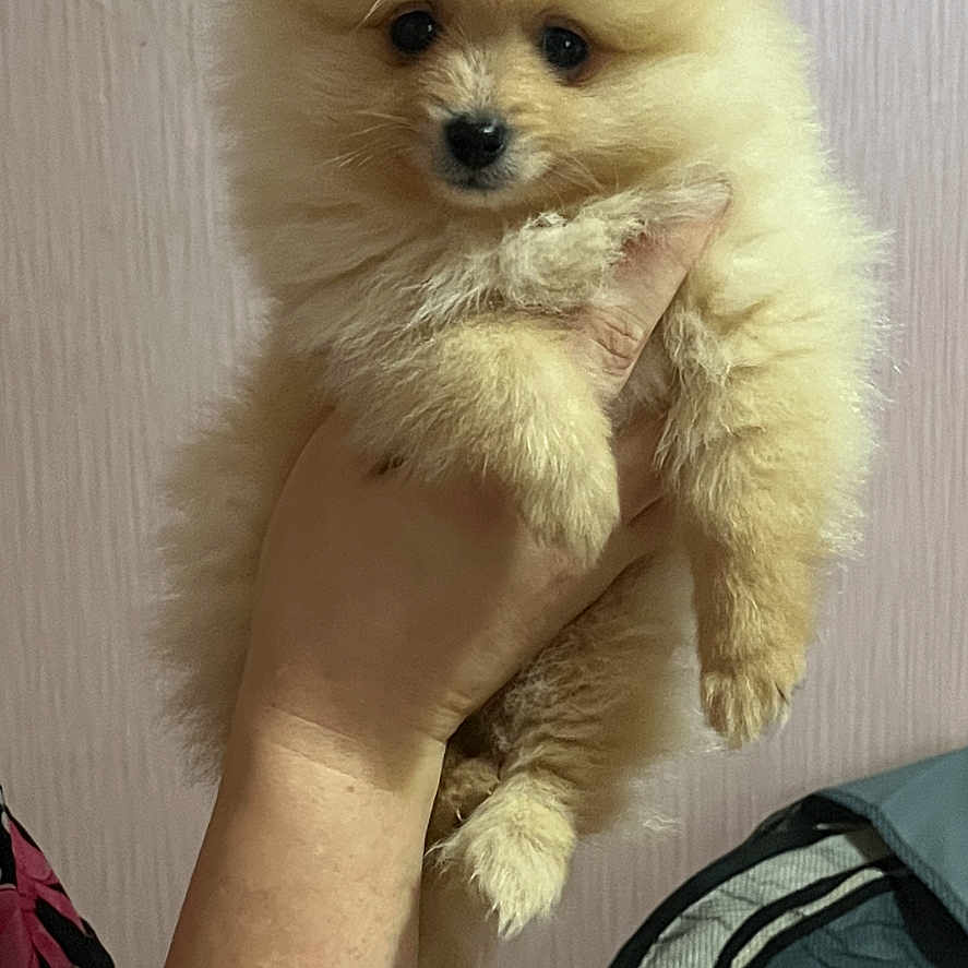Simba is registered to the contest to win money with this photo: animal, background, cream_color, cute, dog, domestic_animal, face, fluffy, furry, hand, holding, indoor, looking, mammal, person, pet, portrait, puppy, small_dog, young