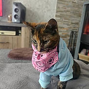 Vanille participe au concours pour gagner de l'argent avec cette photo : abyssinian, accessories, animal, bandana, cat, clothing, computerhardware, electronics, hardware, headband, indoors, kitten, knitwear, monitor, pet, screen, speaker, strap, sweater, wood