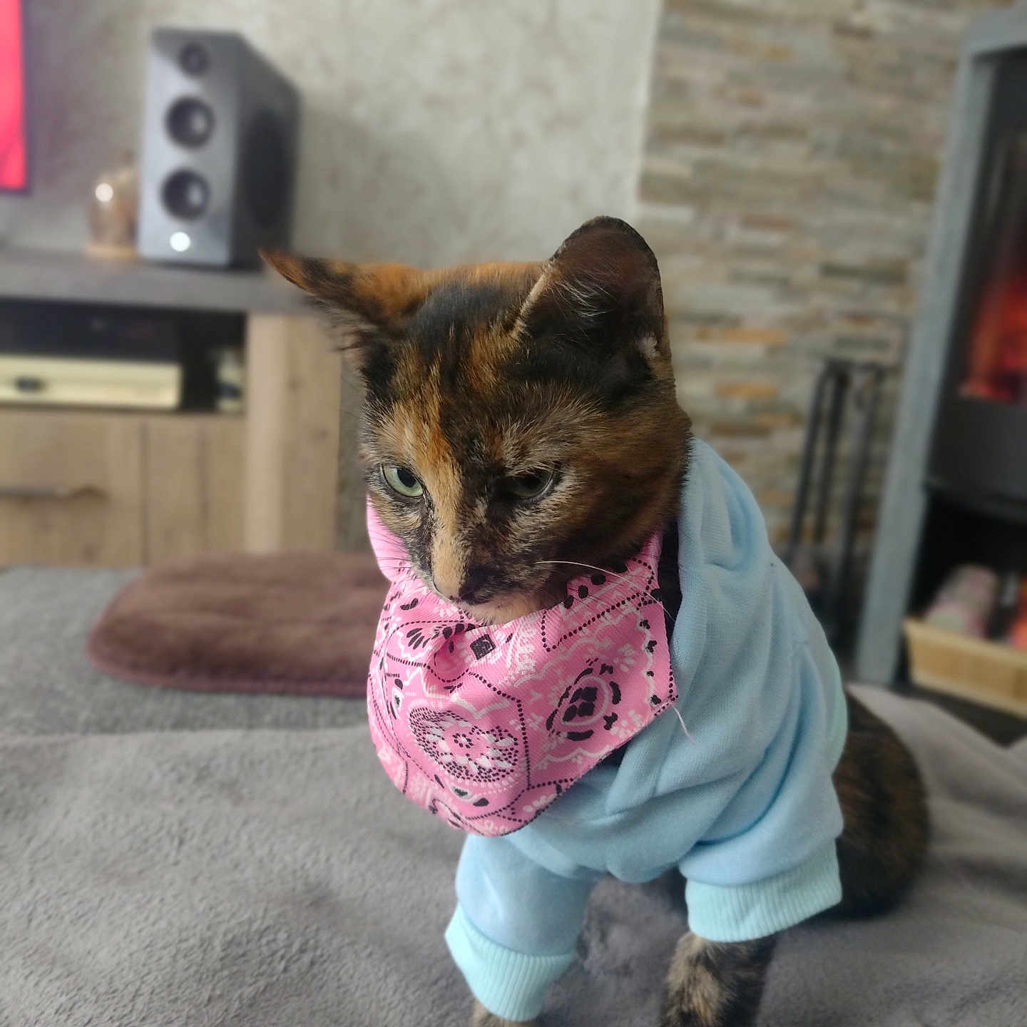 Vanille participe au concours pour gagner de l'argent avec cette photo : abyssinian, accessories, animal, bandana, cat, clothing, computerhardware, electronics, hardware, headband, indoors, kitten, knitwear, monitor, pet, screen, speaker, strap, sweater, wood