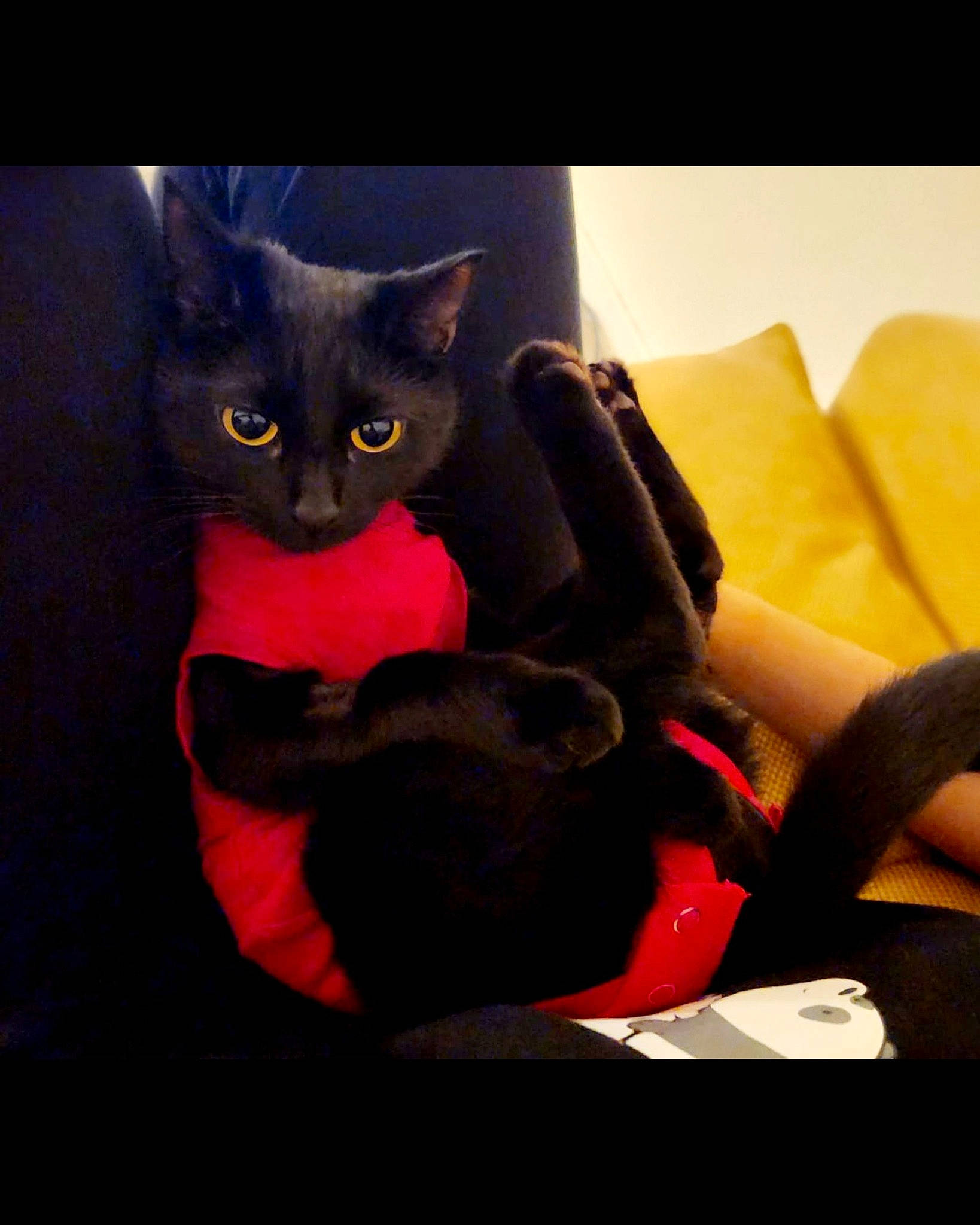 Layla is registered to the contest to win money with this photo: black_cat, carmine, carnivore, cat, comfort, couch, domestic_short_haired_cat, felidae, fur, grey, human_leg, knee, lap, linens, magenta, sitting, small_to_medium_sized_cats, tail, thigh, whiskers