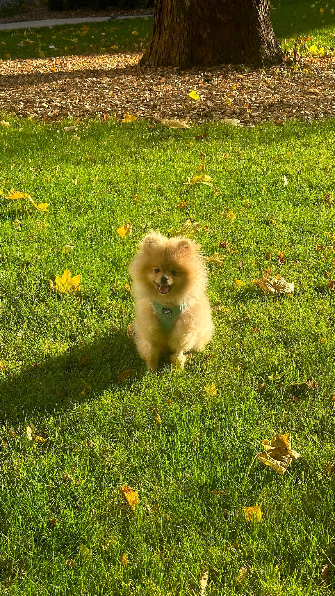 Joy participe au concours pour gagner de l'argent avec cette photo : canidae, carnivore, companion_dog, dog, dog_breed, fawn, felidae, fur, german_spitz, german_spitz_klein, german_spitz_mittel, grass, grassland, groundcover, plant, spitz, sporting_group, tail, toy_dog, whiskers