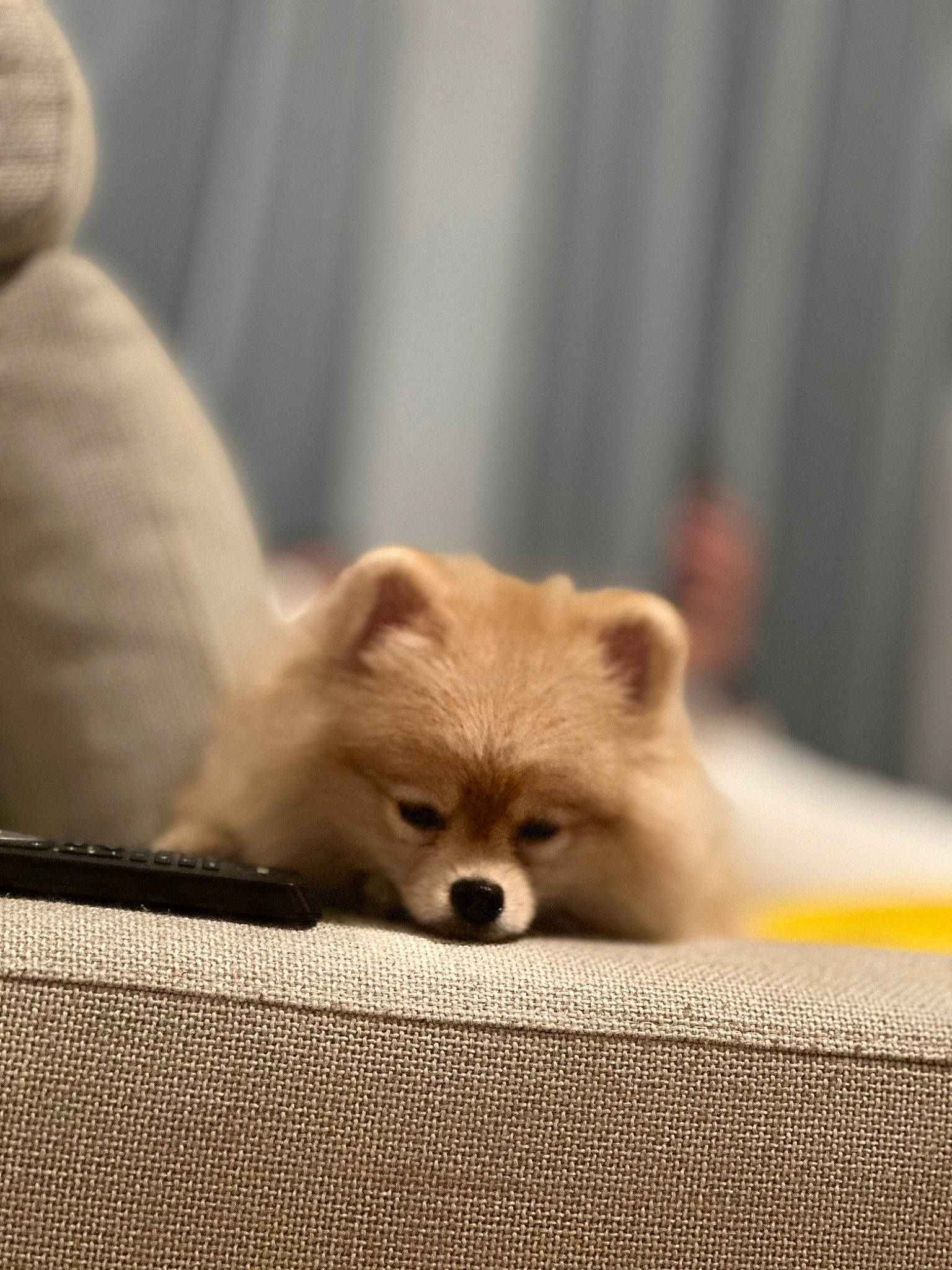 Joy participe au concours pour gagner de l'argent avec cette photo : canidae, carnivore, companion_dog, corgi_chihuahua, dog, dog_breed, fawn, fur, non_sporting_group, spitz, tail, terrestrial_animal, whiskers, wildlife, wood