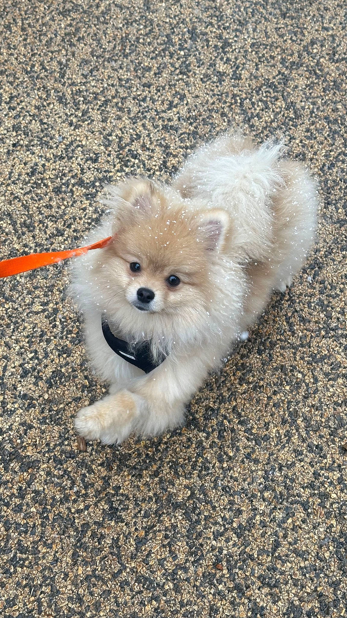 Joy participe au concours pour gagner de l'argent avec cette photo : asphalt, canidae, carnivore, companion_dog, dog, dog_breed, fashion_accessory, fawn, fur, road_surface, sidewalk, small_terrier, snout, soil, sporting_group, terrestrial_animal, terrier, toy_dog, whiskers, working_animal