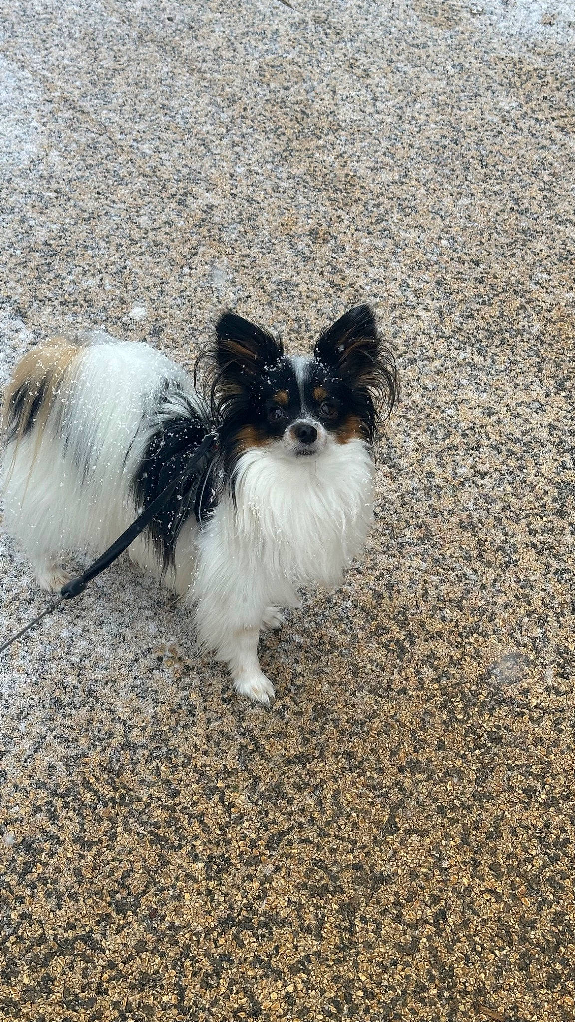 Sherlock a rejoint le concours — aidez-le/la à gagner de superbes lots ! asphalt, canidae, carnivore, companion_dog, dog, dog_breed, fur, non_sporting_group, paw, road_surface, small_terrier, snout, soil, sporting_group, tail, terrestrial_animal, terrier, toy_dog, working_animal