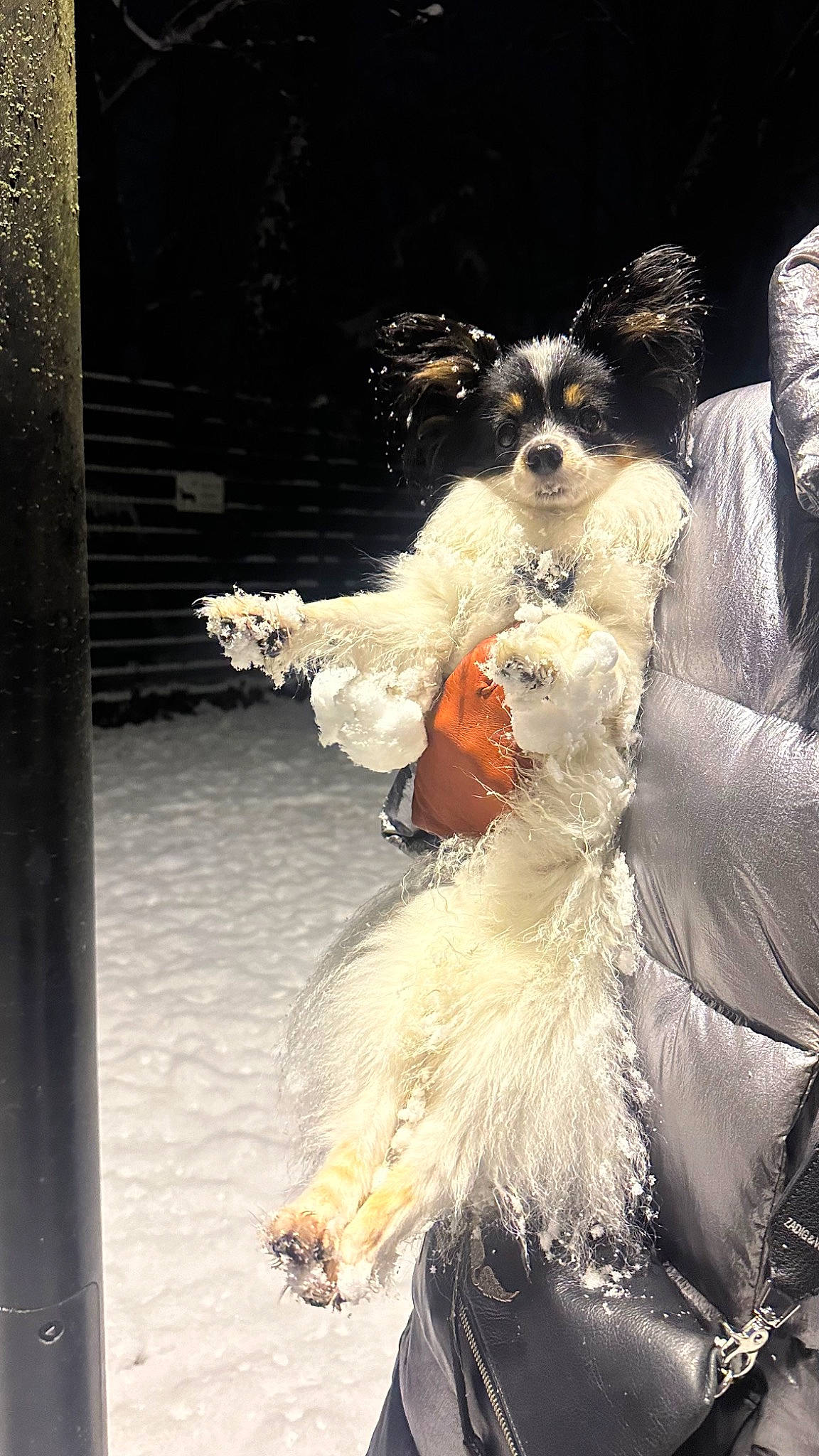 Sherlock a rejoint le concours — aidez-le/la à gagner de superbes lots ! canidae, companion_dog, costume, dog_breed, entertainment, event, eyewear, fashion_accessory, fashion_design, feather, formal_wear, fun, fur, fur_clothing, goggles, hat, performing_arts, sporting_group, sunglasses, toy