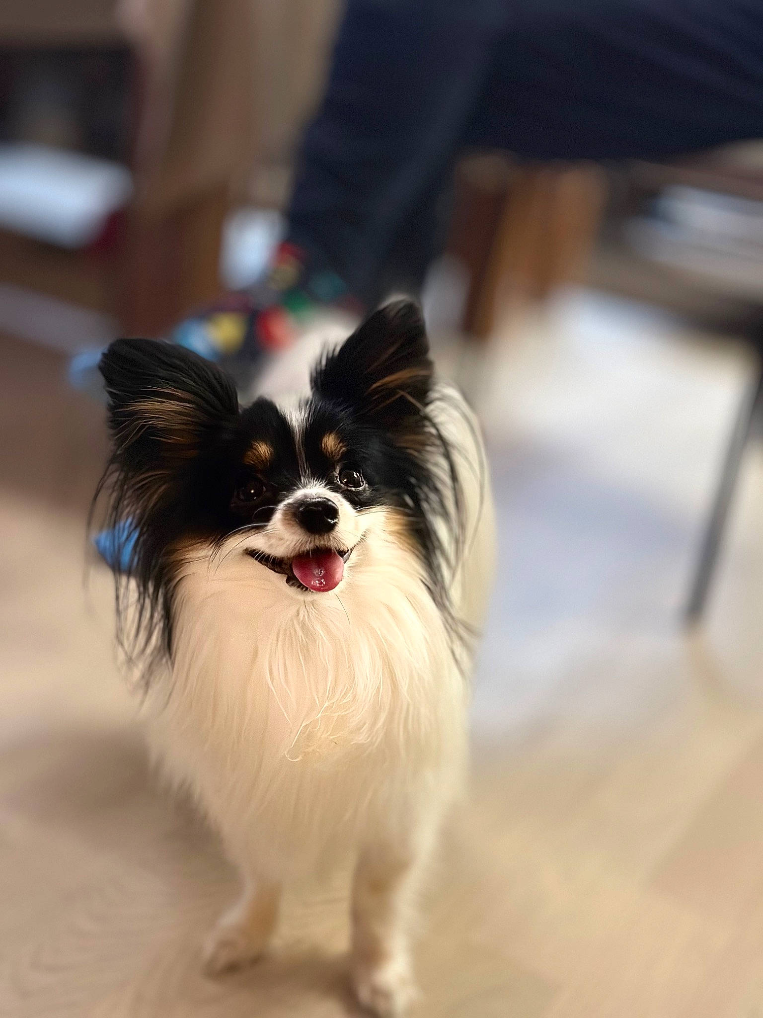 Sherlock participe au concours pour gagner de l'argent avec cette photo : biting, canidae, carnivore, companion_dog, dog, dog_breed, dog_supply, fawn, flooring, fur, papillon, snout, sporting_group, terrestrial_animal, toy_dog, whiskers, working_animal