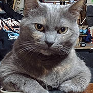 Raven joined the competition — help win amazing prizes! cat, gray_cat, close_up, indoor, feline, pet, animal, yellow_eyes, paws, wooden_surface, person, hoodie, spiderman, casual, relaxed, indoor_lighting, background, cluttered_room, face, fur