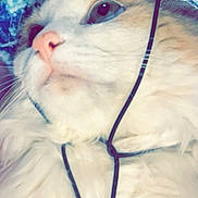 Whiskers joined the competition — help win amazing prizes! cat, fluffy, close_up, hat, bucket_hat, blue, patterned, earphones, pet, cute, whiskers, nose, fur, indoor, portrait, animal, domestic_cat, looking_away, accessory, cozy