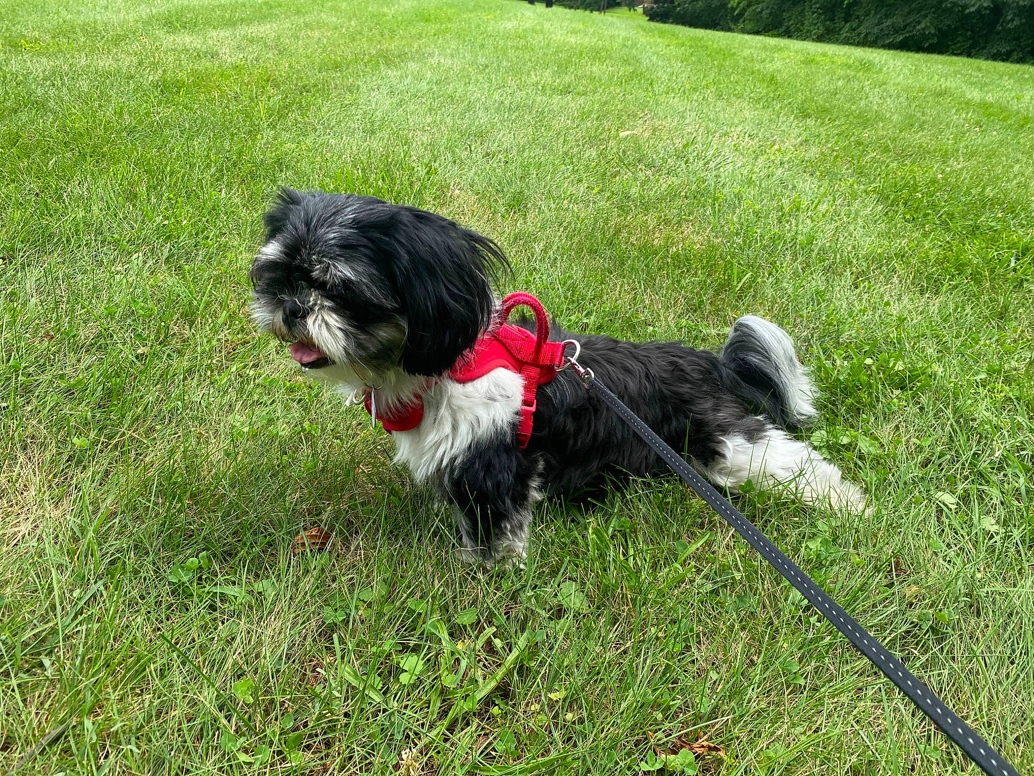 Muffin is registered to the contest to win money with this photo: carnivore, collar, companion_dog, dog, dog_breed, dog_collar, dog_supply, grass, lawn, liver, plant, shih_poo, shih_tzu, small_terrier, snout, tail, terrier, toy_dog, water_dog, working_animal
