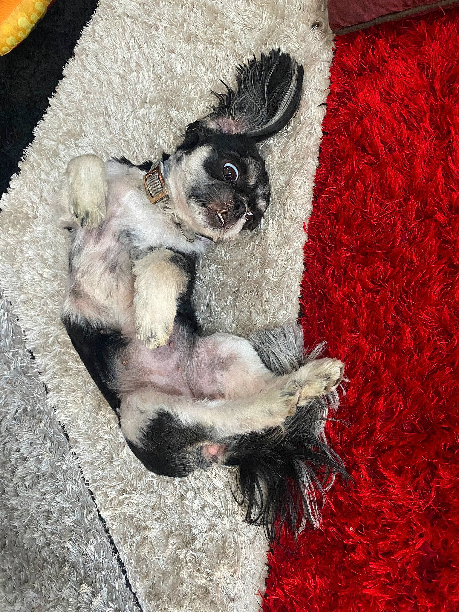 Muffin is registered to the contest to win money with this photo: canidae, carmine, comfort, companion_dog, dog, dog_breed, fawn, fur, paw, sporting_group, tail