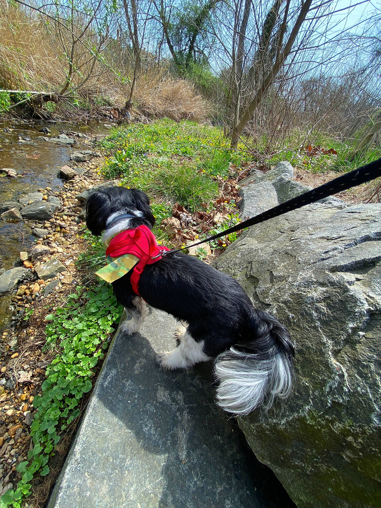Muffin is registered to the contest to win money with this photo: beak, bird, carnivore, collar, companion_dog, dog, dog_breed, grass, leash, pet_supply, phasianidae, plant, recreation, sky, sporting_group, tail, tree, walking, water, water_dog