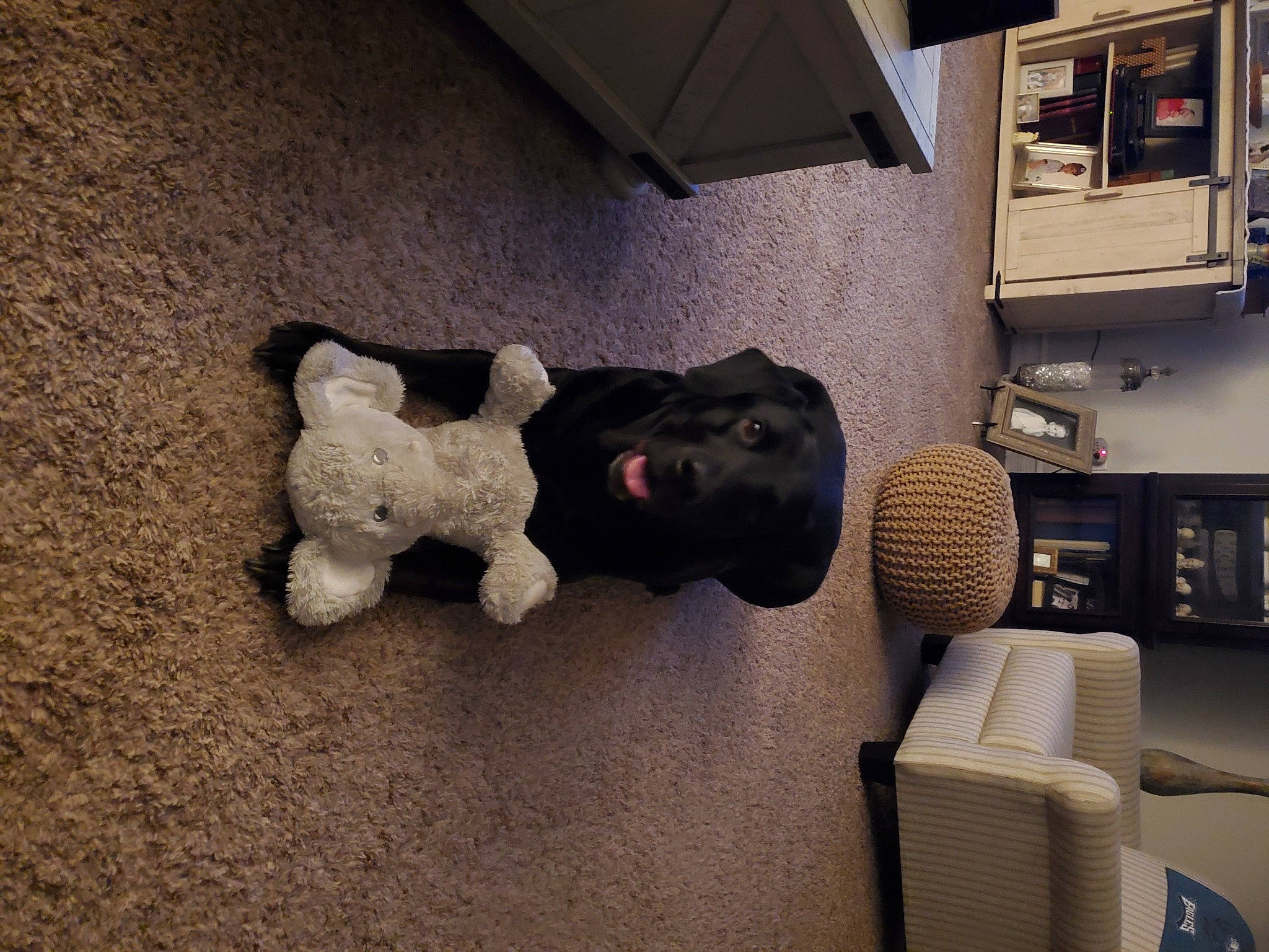 Scout joined the competition — help win amazing prizes! art, audio_equipment, auto_part, automotive_design, automotive_tire, chair, comfort, couch, floor, flooring, fur, house, living_room, metal, sculpture, shelf, snout, stuffed_toy, toy, wood