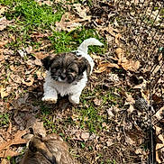 Bubba is registered to the contest to win money with this photo: puppy, dog, outdoor, grass, leaves, fence, brown, white, nature, cute, small, animal, pet, walking, sunlight, playful, fur, young, canine, leaf_litter