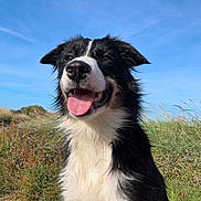 Abby participe au concours pour gagner de l'argent avec cette photo : animal, beach, black_and_white, blue_sky, border_collie, canine, coastal, collar, dog, dunes, fluffy, grass, happy, long_hair, nature, outdoor, pet, portrait, sitting, tongue_out