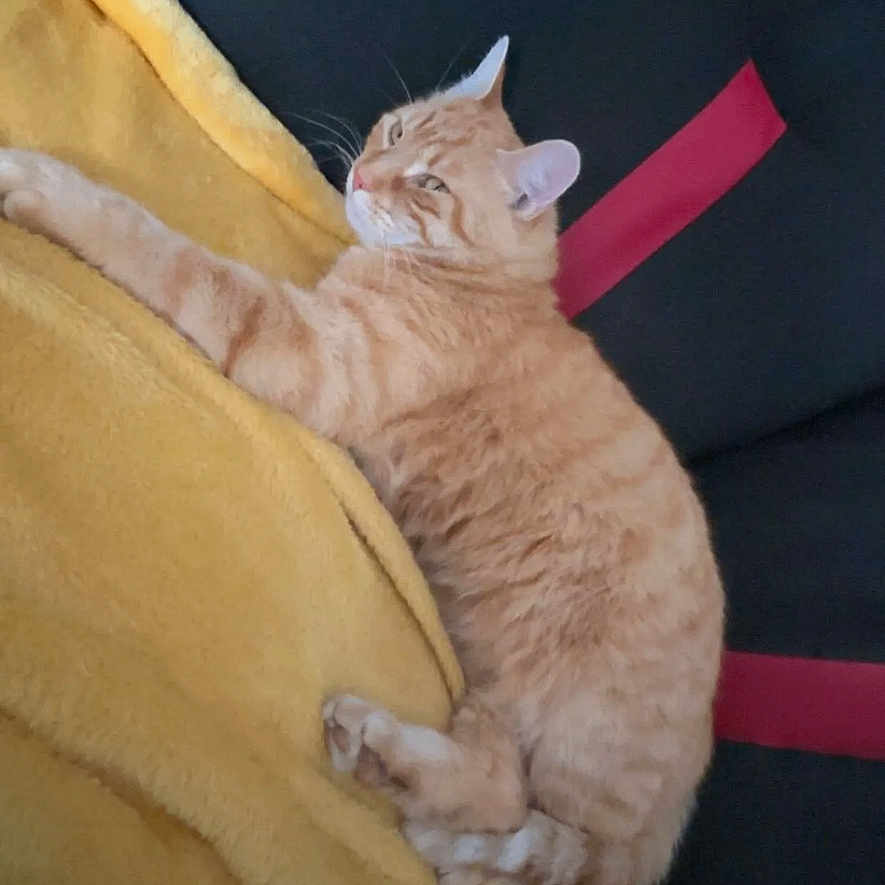 Simba