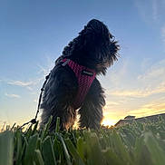 Itsuki joined the competition — help win amazing prizes! dog, black_dog, harness, pink_harness, grass, sunset, sky, outdoor, pet, animal, silhouette, leash, nature, walking, canine, fluffy, evening, backlit, portrait, grass_level