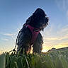 dog, black_dog, harness, pink_harness, grass, sunset, sky, outdoor, pet, animal, silhouette, leash, nature, walking, canine, fluffy, evening, backlit, portrait, grass_level