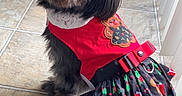 Itsuki is registered to the contest to win money with this photo: dog, black_dog, pet, festive_clothing, dress, christmas_theme, gingerbread_man, candy_cane, holly, indoor, tile_floor, looking_up, sitting, cute, fluffy, holiday, costume, animal, small_dog, decorative