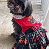 dog, black_dog, pet, festive_clothing, dress, christmas_theme, gingerbread_man, candy_cane, holly, indoor, tile_floor, looking_up, sitting, cute, fluffy, holiday, costume, animal, small_dog, decorative